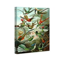 Wynwood Stüdyo Hayvanlar Duvar sanatı Tuval Baskılar 'Haeckel-Kuş Çalışması' Kuşlar-Yeşil, Turuncu
